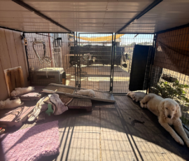 Pippin & Marisa Litter 5/26