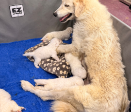 Pippin & Nova Litter 5/26