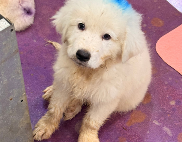 2886452946 Available Maremma Puppies