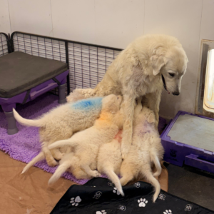 3906103942 Inside Our Maremma Puppy Program