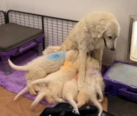 Pippin & Electra Litter 5/26
