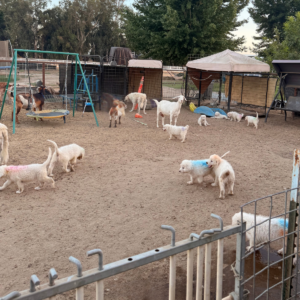 267167679 Inside Our Maremma Puppy Program