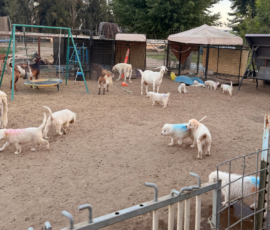 Pippin & Marisa Litter 5/26