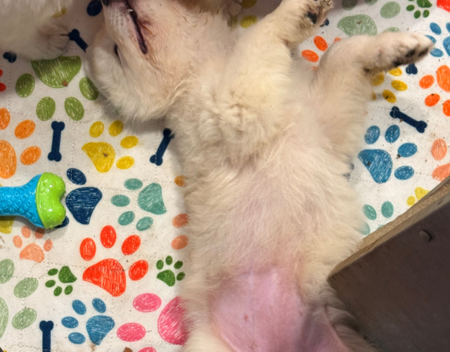 1387797613 Available Maremma Puppies