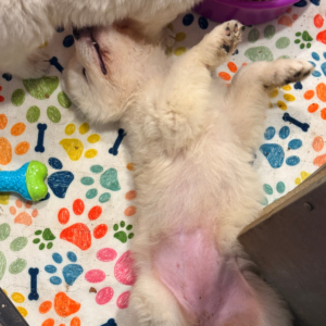 1844139387 Inside Our Maremma Puppy Program