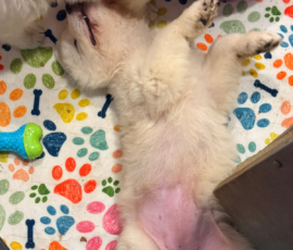 Pippin & Electra Litter 5/26