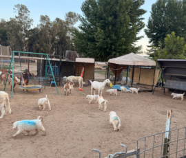 Pippin & Marisa Litter 5/26