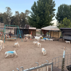 492990167 Inside Our Maremma Puppy Program