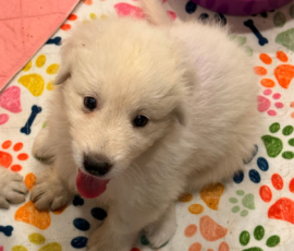 Pippin & Electra Litter 5/26