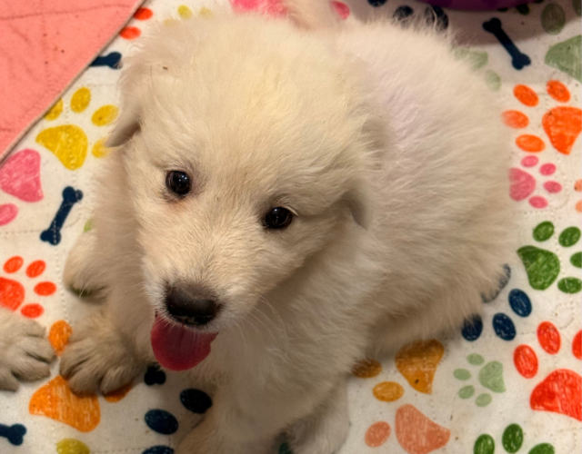 Available Maremma Puppies