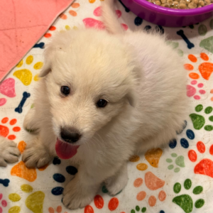 953616459 Inside Our Maremma Puppy Program