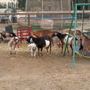 2336239996 Inside Our Maremma Puppy Program
