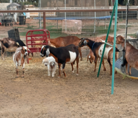 Pippin & Marisa Litter 5/26