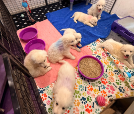Pippin & Electra Litter 5/26