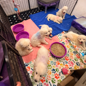 3400391606 Inside Our Maremma Puppy Program