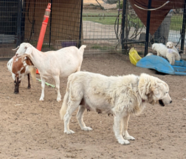 Pippin & Marisa Litter 5/26