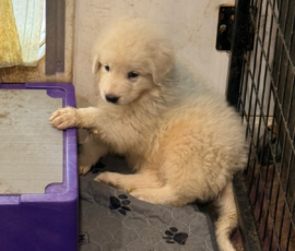 Pippin & Electra Litter 5/26
