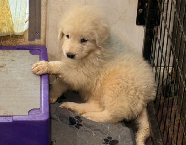 2778265935 Available Maremma Puppies