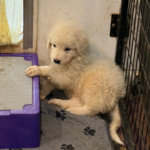 979548101 Inside Our Maremma Puppy Program