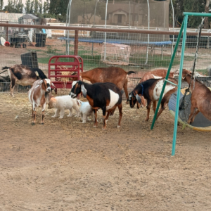 1675370840 Inside Our Maremma Puppy Program