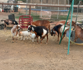 Pippin & Marisa Litter 5/26