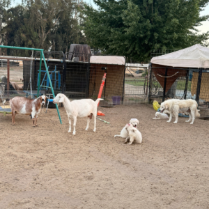 3363342658 Inside Our Maremma Puppy Program