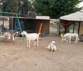 Pippin & Marisa Litter 5/26