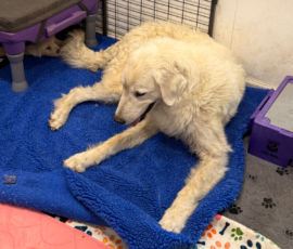 Pippin & Electra Litter 5/26