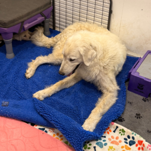4148335088 Inside Our Maremma Puppy Program