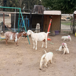 2169340881 Inside Our Maremma Puppy Program