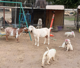 Pippin & Marisa Litter 5/26