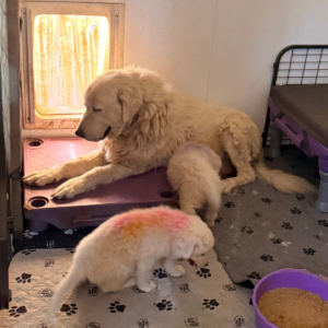 2480815573 Inside Our Maremma Puppy Program
