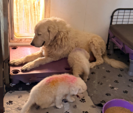 Pippin & Electra Litter 5/26