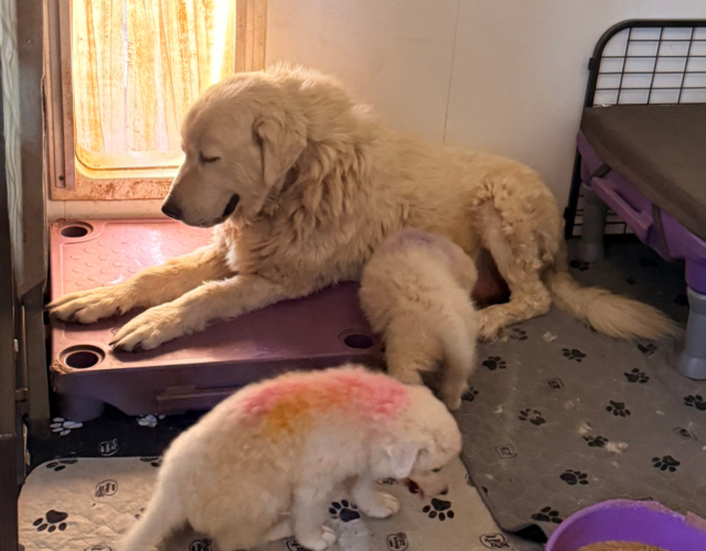 909466481 Available Maremma Puppies