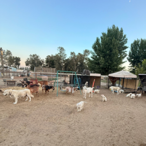 1181047200 Inside Our Maremma Puppy Program