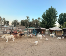 Pippin & Marisa Litter 5/26