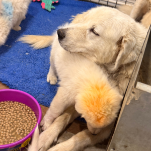 1156719929 Inside Our Maremma Puppy Program
