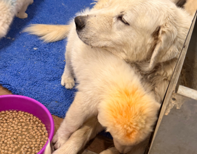 2101666484 Available Maremma Puppies