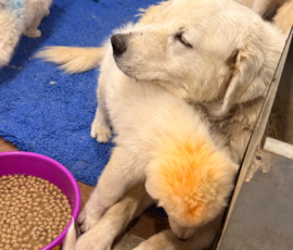 Pippin & Marisa Litter 5/26