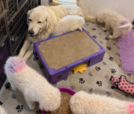 Pippin & Nova Litter 5/26