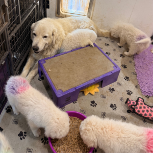 2998960008 Inside Our Maremma Puppy Program