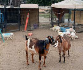 Pippin & Marisa Litter 5/26