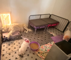 Pippin & Marisa Litter 5/26