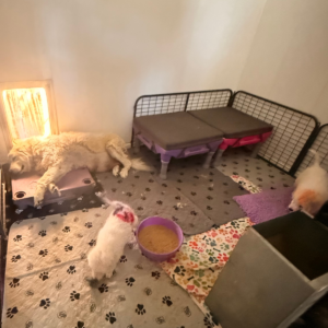 611443432 Inside Our Maremma Puppy Program