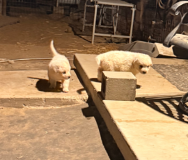 Pippin & Nova Litter 5/26