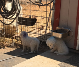 Pippin & Marisa Litter 5/26