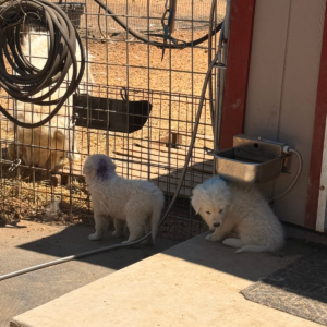 594813438 Inside Our Maremma Puppy Program