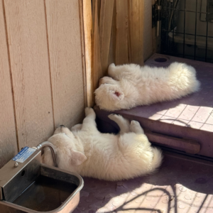 1226551779 Inside Our Maremma Puppy Program