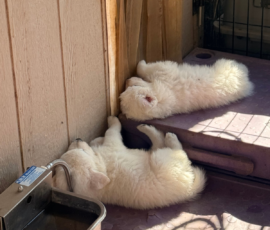 Pippin & Marisa Litter 5/26