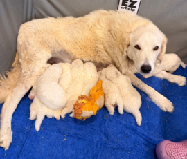 Pippin & Nova Litter 5/26